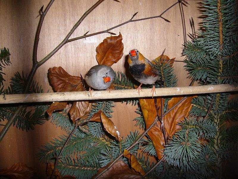 Mastholte 2008 134.jpg - Vogelausstellung wähend der Ortschau Mastholte